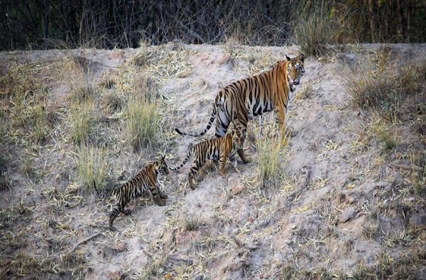 PHOTO : बारामतीत नितेश राणेंसोबत एकत्र प्रवास, पार्थ पवारांचं सारथ्य